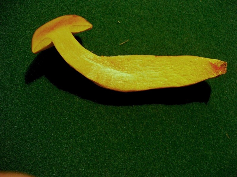 fungo nel muro 2